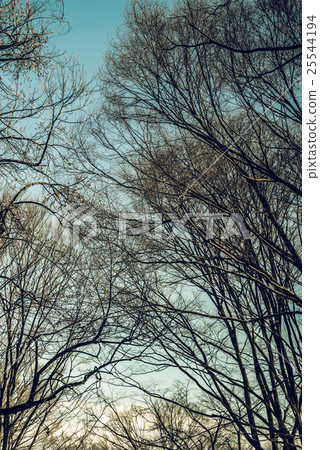 冬季風光 25544194