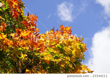 Beautiful autumn leaves of moth 25544211