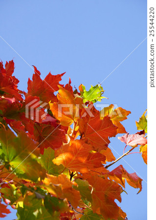 Beautiful autumn leaves of moth Beautiful autumn leaves of moth 25544220