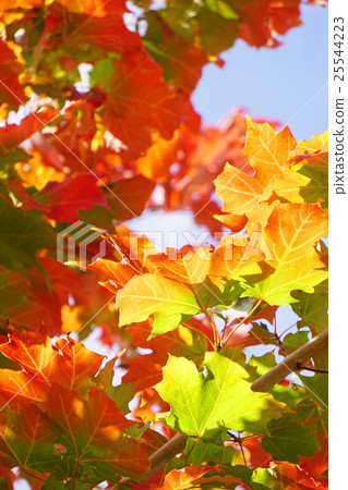Beautiful autumn leaves of moth Beautiful autumn leaves of moth 25544223