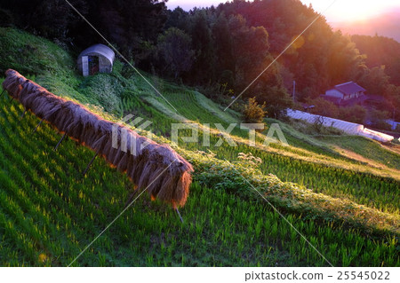 Autumn of rice terraces (Uda City, Nara Prefecture) Autumn of rice terraces (Uda City, Nara Prefecture) 25545022