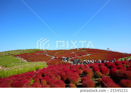 Autumn Kokia 25545231