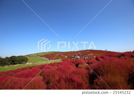 Autumn Kokia 25545232