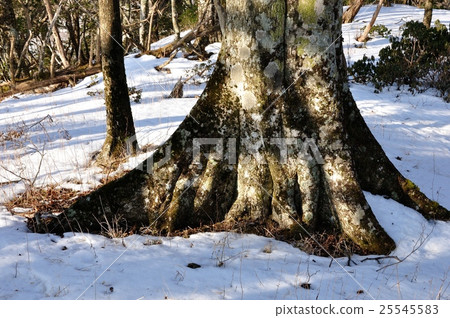 Snow Tennoji Ridge 25545583