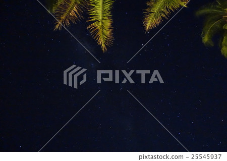 Palm trees and the starry sky 25545937