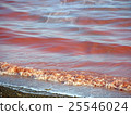 Red tides / environmental problems Red tides / environmental problems 25546024