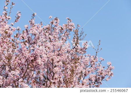 High resolution Cherry blossoms image 25546067