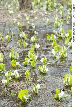 水basho殖民地 25546094