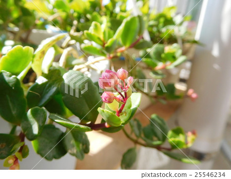 The bud of Karancoe Wendy 25546234