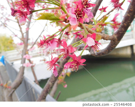 Cherry-blossom viewing Cherry-blossom viewing 25546408