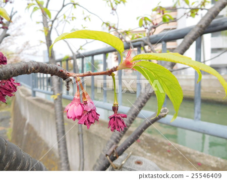 Cherry-blossom viewing 25546409
