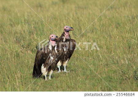 Mimi Heda禿鷲2離開（肯尼亞） 25546684