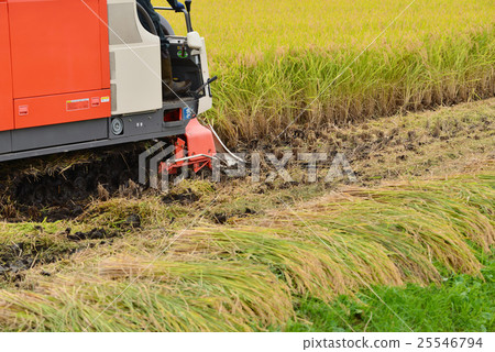 Rice crop scenery of rice field Michinoku 25546794