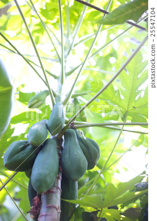 香蕉樹 25547104