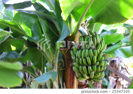 香蕉樹 25547105