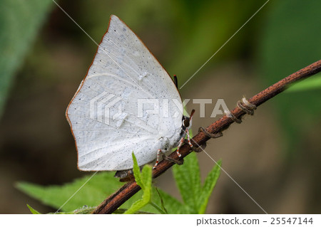 Uragine簡潔 25547144