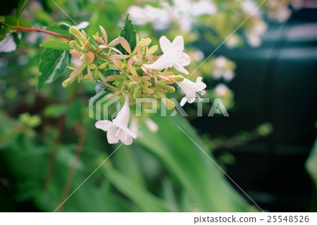 花 花 25548526