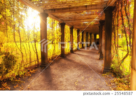 Beautiful autumn park 25548587