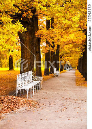 Park in fall time 25548589