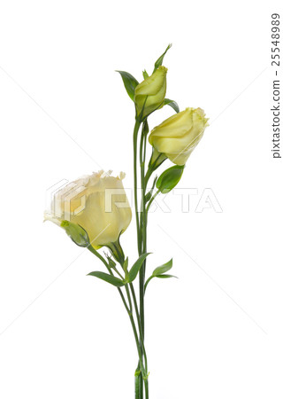 Flowers isolated on white background Flowers isolated on white background 25548989