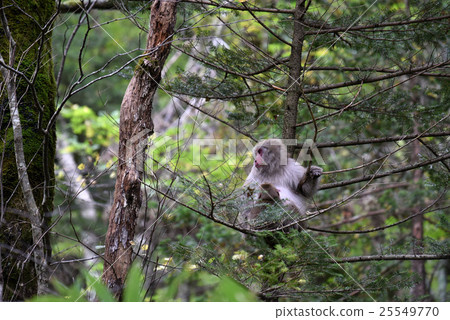 日本猴子的母親 25549770