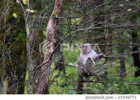 日本猴子的母親 25549771