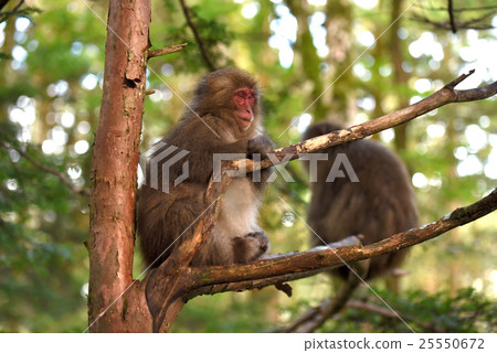 Japanese monkey in the forest Japanese monkey in the forest 25550672