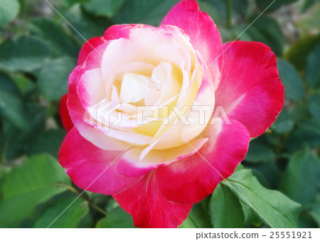 Rose (Double Delight) Rose (Double Delight) 25551921