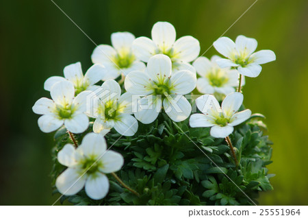 蜘蛛麝香 蜘蛛麝香 25551964
