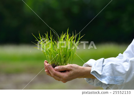 Hands holding rice sprout 25552133