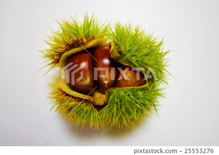 Iga chestnut Iga chestnut 25553276