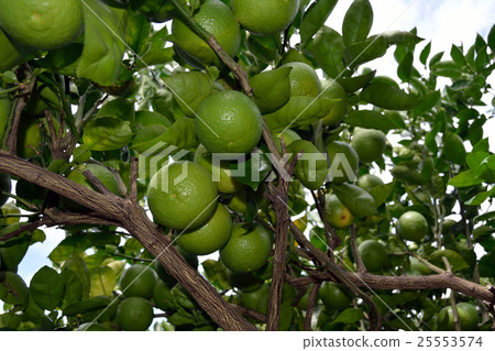 Kavos fruit on trees Kavos fruit on trees 25553574
