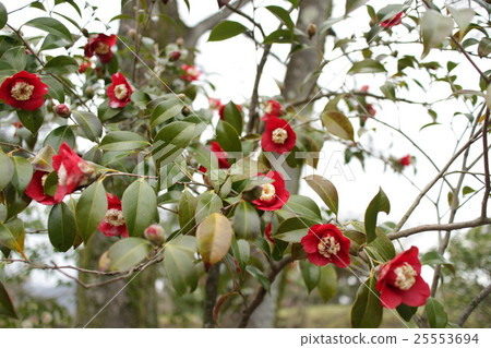 山茶花'Bokuhan' 山茶花'Bokuhan' 25553694