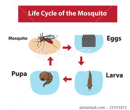 Life Cycle of the Mosquito in color flat style Life Cycle of the Mosquito in color flat style 25553871