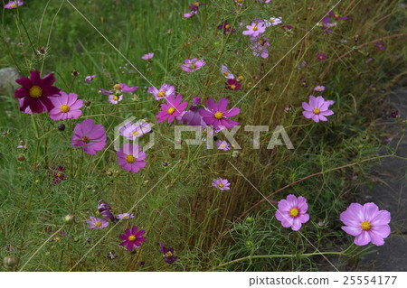 Cosmos 25554177