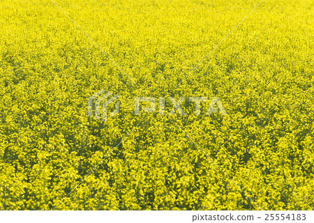 Canola field texture background 25554183