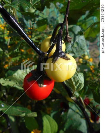 彩色的Hananas到Ikebana 彩色的Hananas到Ikebana 25554256