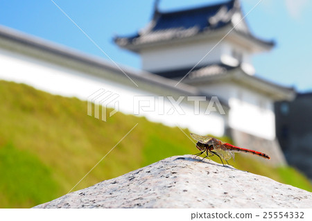 Red dragonfly and Utsunomiya castle ruins park 25554332