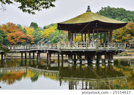 Nara Park Ukimido Hinoki Autumn leaves fall 25554617