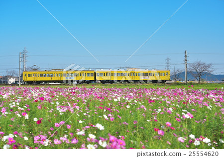 包裹火車去的波斯菊領域 包裹火車去的波斯菊領域 25554620