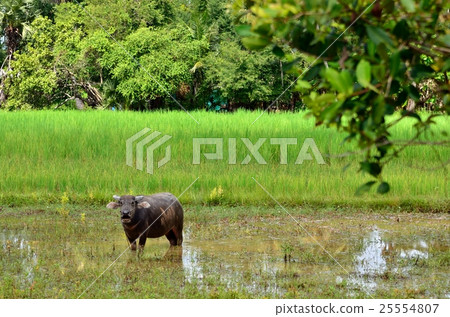 Cattle in rural Asia Cattle in rural Asia 25554807