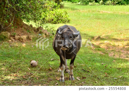 Cattle in rural Asia Cattle in rural Asia 25554808