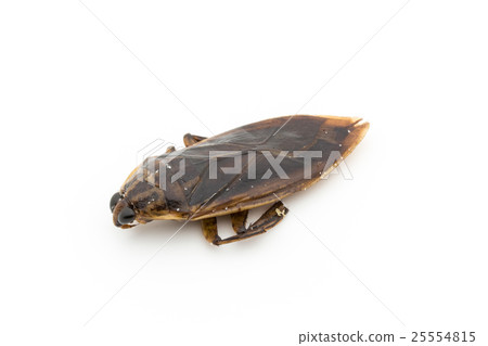 Tagger(昆蟲飲食):巨型Waterbug Tagger(昆蟲飲食):巨型Waterbug 25554815