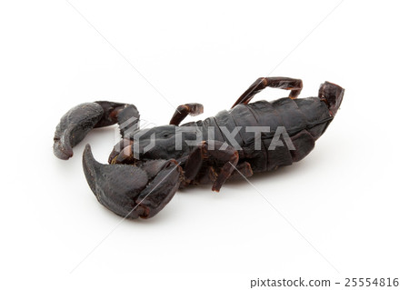 蝎子（昆蟲飲食）：黑蝎子 25554816