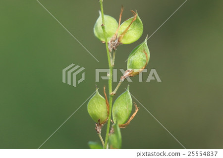 Natural plants Yamahagi, fruits. Each one looks like a glow of Buddha statue Natural plants Yamahagi, fruits. Each one looks like a glow of Buddha statue 25554837