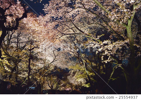 Sakura Nijo Castle at night 25554937