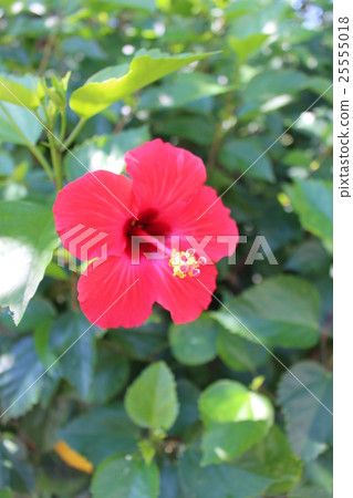 Hibiscus 25555018