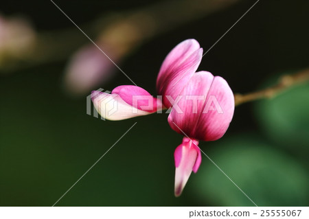Natural plants Yamahagi, the flower that is most often cited in Manyoshu is "Hagi" Natural plants Yamahagi, the flower that is most often cited in Manyoshu is "Hagi" 25555067
