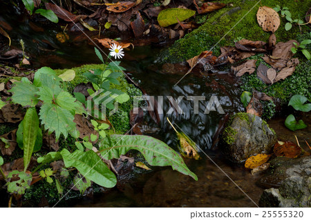 A wild chrysanthemum circle beside autumn ogawa 25555320