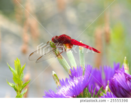 Red dragonfly Red dragonfly 25555398